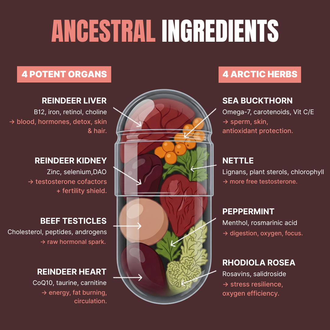 Reindeer Organ Natural Testosterone Support
